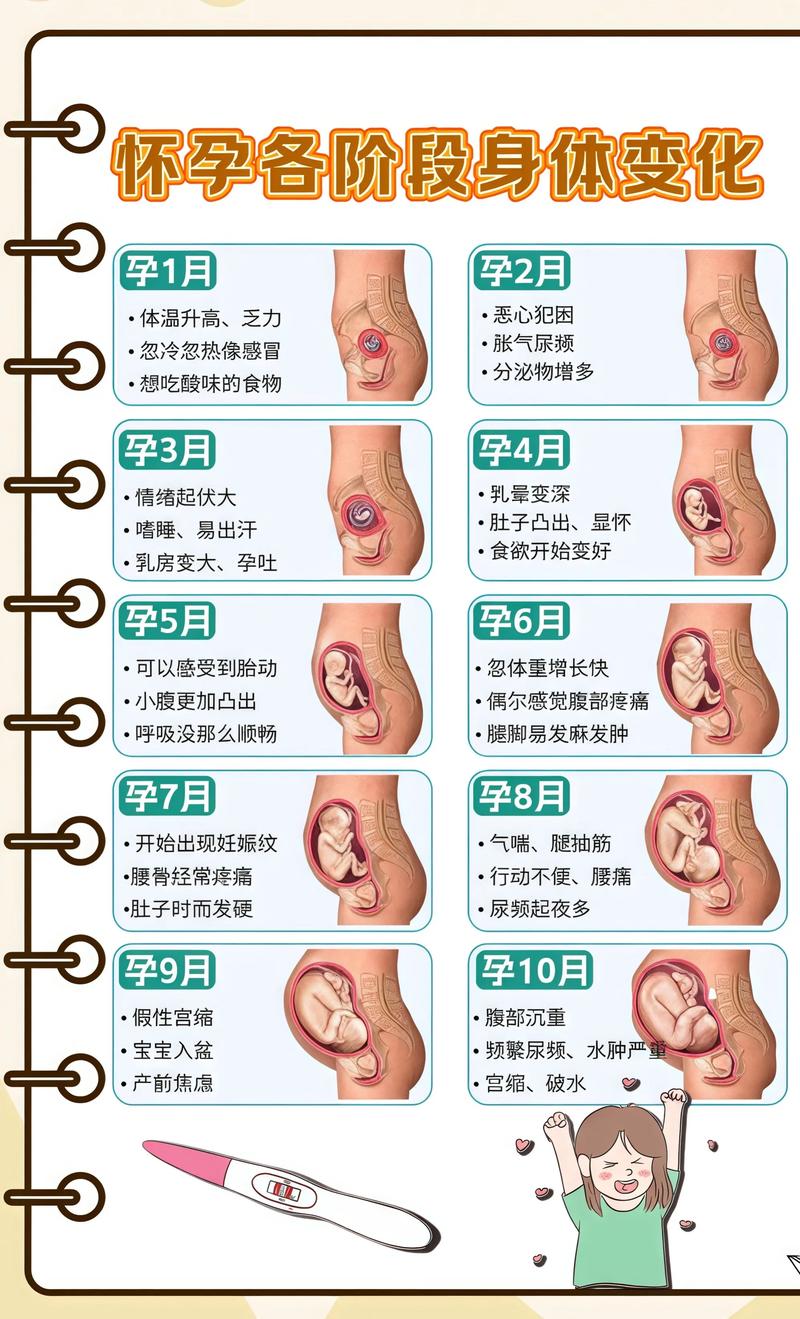 揭秘供卵代孕妈妈怀孕小腹分两节，孕期变化的奥秘重庆代生机构: